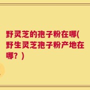 野灵芝的孢子粉在哪(野生灵芝孢子粉产地在哪？)