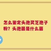 怎么鉴定头孢灵芝孢子粉？头孢菌是什么菌
