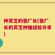 种灵芝的张厂长(张厂长的灵芝种植经验分享)
