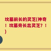 坟墓前长的灵芝(神奇！坟墓旁长出灵芝？！)