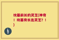坟墓前长的灵芝(神奇！坟墓旁长出灵芝？！)