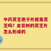 中药灵芝孢子片就是灵芝吗？金豆树的灵芝片怎么形成的