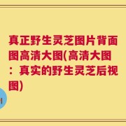 真正野生灵芝图片背面图高清大图(高清大图：真实的野生灵芝后视图)