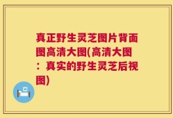 真正野生灵芝图片背面图高清大图(高清大图：真实的野生灵芝后视图)