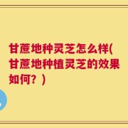 甘蔗地种灵芝怎么样(甘蔗地种植灵芝的效果如何？)