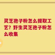 灵芝孢子粉怎么提取工艺？野生灵芝孢子粉怎么收集