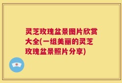 灵芝玫瑰盆景图片欣赏大全(一组美丽的灵芝玫瑰盆景照片分享)