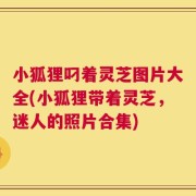 小狐狸叼着灵芝图片大全(小狐狸带着灵芝，迷人的照片合集)