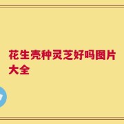 花生壳种灵芝好吗图片大全
