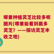 哪里种植灵芝比较多呢图片(哪里能看到最多灵芝？——探访灵芝丰收之地)