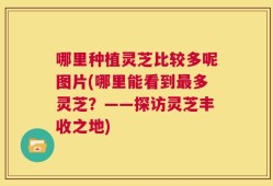 哪里种植灵芝比较多呢图片(哪里能看到最多灵芝？——探访灵芝丰收之地)