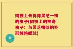 树枝上长得像灵芝一样的虫子(树枝上的神奇虫子：与灵芝相似的外形惊艳眼球)