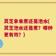 灵芝拿来煮还是泡水(灵芝泡水还是煮？哪种更有效？)