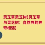 灵芝草灵芝树(灵芝草与灵芝树：自然界的神奇相遇)