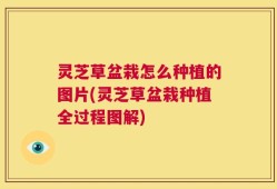 灵芝草盆栽怎么种植的图片(灵芝草盆栽种植全过程图解)