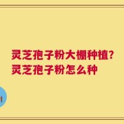灵芝孢子粉大棚种植？灵芝孢子粉怎么种