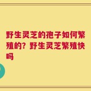 野生灵芝的孢子如何繁殖的？野生灵芝繁殖快吗