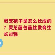 灵芝孢子是怎么长成的？灵芝菌包菌丝发育生长过程
