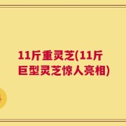 11斤重灵芝(11斤巨型灵芝惊人亮相)