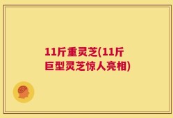 11斤重灵芝(11斤巨型灵芝惊人亮相)