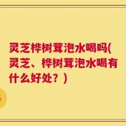灵芝桦树茸泡水喝吗(灵芝、桦树茸泡水喝有什么好处？)