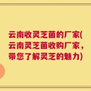 云南收灵芝菌的厂家(云南灵芝菌收购厂家，带您了解灵芝的魅力)