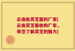 云南收灵芝菌的厂家(云南灵芝菌收购厂家，带您了解灵芝的魅力)