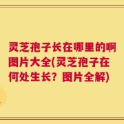 灵芝孢子长在哪里的啊图片大全(灵芝孢子在何处生长？图片全解)