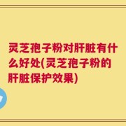 灵芝孢子粉对肝脏有什么好处(灵芝孢子粉的肝脏保护效果)