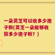 一朵灵芝可以收多少孢子粉(灵芝一朵能够收获多少孢子粉？)