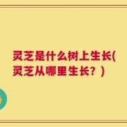 灵芝是什么树上生长(灵芝从哪里生长？)