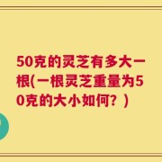 50克的灵芝有多大一根(一根灵芝重量为50克的大小如何？)