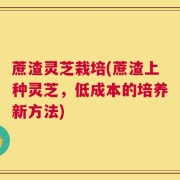 蔗渣灵芝栽培(蔗渣上种灵芝，低成本的培养新方法)