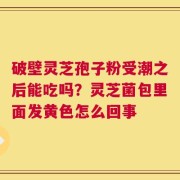 破壁灵芝孢子粉受潮之后能吃吗？灵芝菌包里面发黄色怎么回事