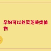 孕妇可以养灵芝蕨类植物