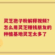 灵芝孢子粉解释视频？怎么用灵芝赚钱朋友的种植基地灵芝太多了