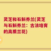 灵芝和石斛养兰(灵芝与石斛养兰：古法培育的高质兰花)