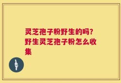 灵芝孢子粉野生的吗？野生灵芝孢子粉怎么收集