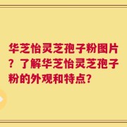 华芝怡灵芝孢子粉图片？了解华芝怡灵芝孢子粉的外观和特点？