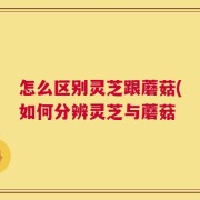 怎么区别灵芝跟蘑菇(如何分辨灵芝与蘑菇