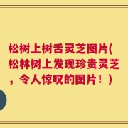 松树上树舌灵芝图片(松林树上发现珍贵灵芝，令人惊叹的图片！)