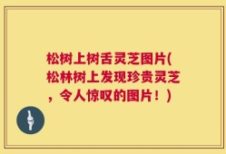 松树上树舌灵芝图片(松林树上发现珍贵灵芝，令人惊叹的图片！)