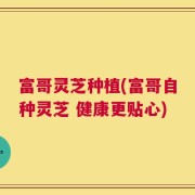 富哥灵芝种植(富哥自种灵芝 健康更贴心)