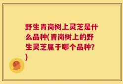 野生青岗树上灵芝是什么品种(青岗树上的野生灵芝属于哪个品种？)