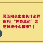 灵芝刚长出来长什么样图片(“神奇草药”灵芝长成什么模样？)
