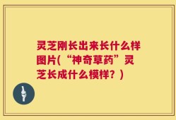 灵芝刚长出来长什么样图片(“神奇草药”灵芝长成什么模样？)
