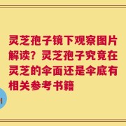 灵芝孢子镜下观察图片解读？灵芝孢子究竟在灵芝的伞面还是伞底有相关参考书籍