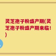灵芝孢子粉盛产期(灵芝孢子粉盛产期来临！)