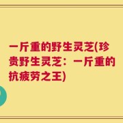 一斤重的野生灵芝(珍贵野生灵芝：一斤重的抗疲劳之王)