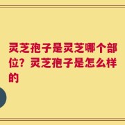 灵芝孢子是灵芝哪个部位？灵芝孢子是怎么样的